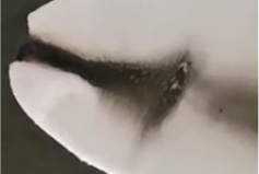 好博体育科技